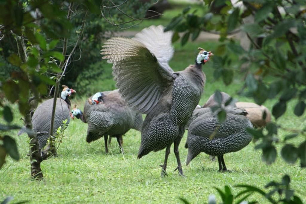 Aquanzi Lodge Chartwell Luaran gambar
